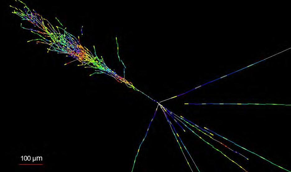 The tracks left by a rare neutrino that interacts with a tungsten nucleus in the detector, generating a shower of new particles.