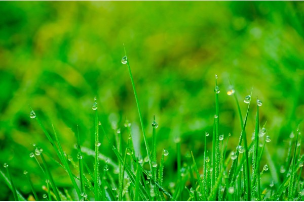 Blades of grass with morning dew.